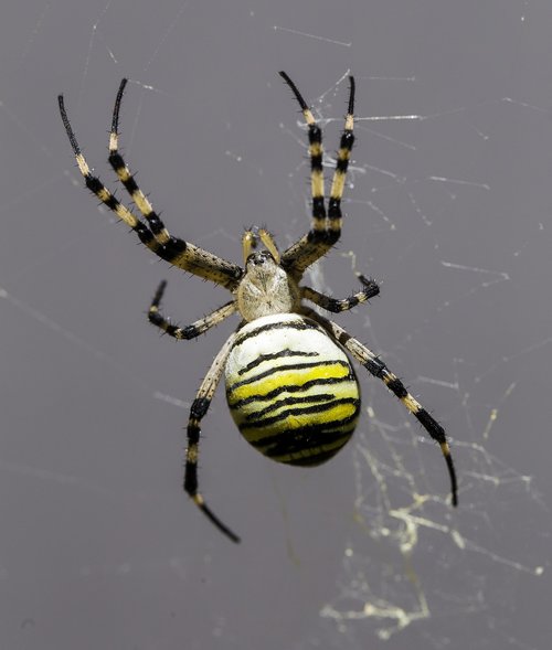 spider  arachnid  nature