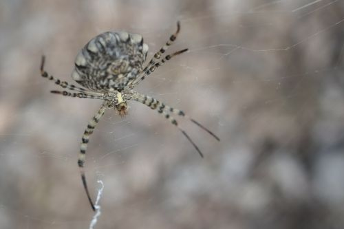 spider arachnid arachnophobia