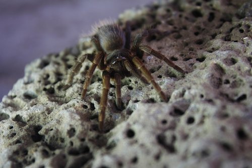 spider  tarantula  hairy