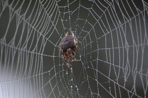 spider  web  water