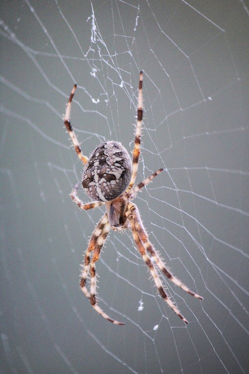 spider  araneus  cobweb