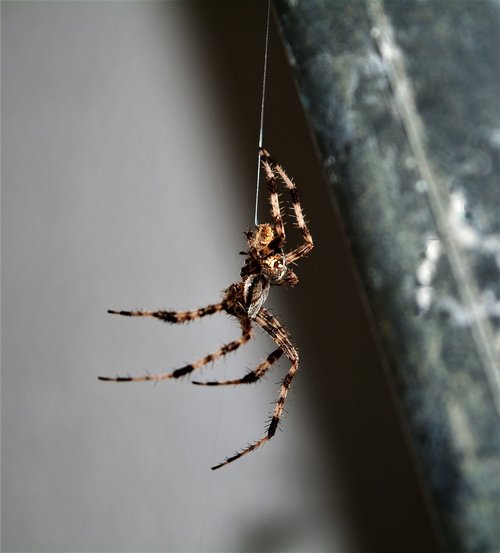 spider  insects  web