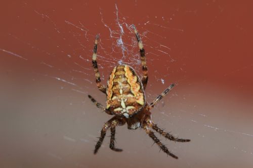 spider arachnid cobweb