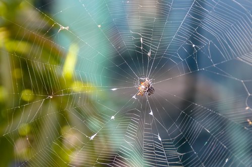 spider  network  nature