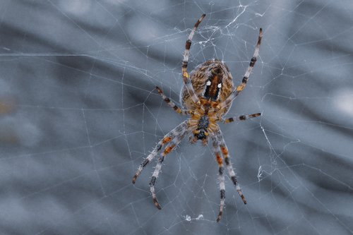 spider  dangerous  horror