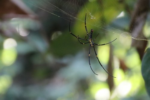 spider  cobweb  insect