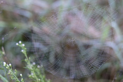spider  web  dew