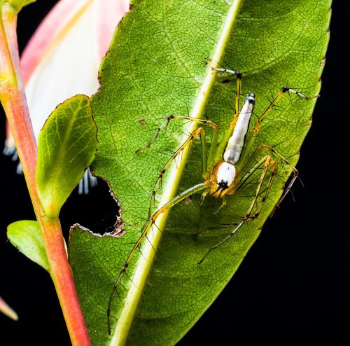 spider arachnid insect