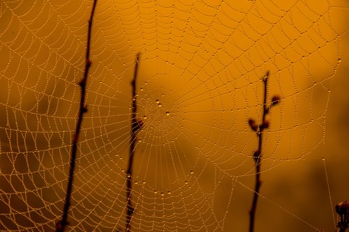 spider  web  insects