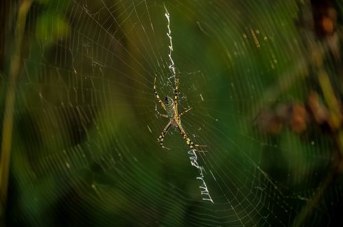 spider spiderweb insect
