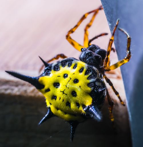 spider arachnid insect