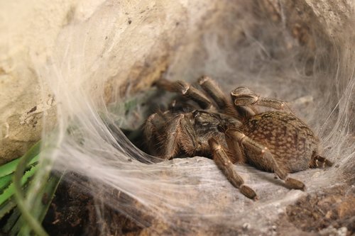 spider  close up  nature