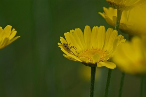 spider  flower  flora
