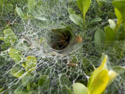 spider garden cobweb