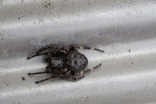 spider lurking arachnid