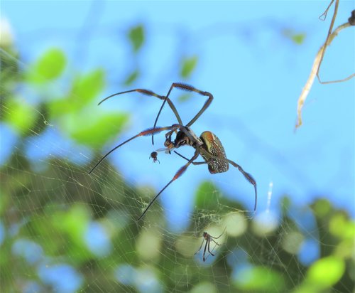 spider  spiderweb  web