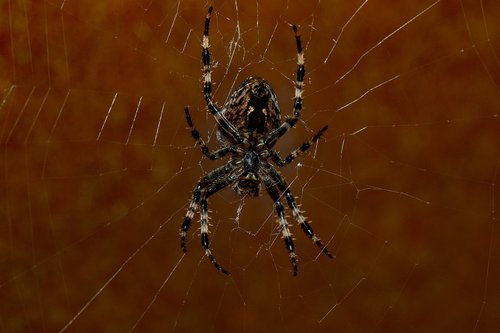 spider  web  close up