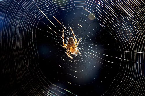spider  cobweb  insect