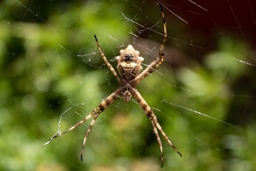 spider  nature  insect