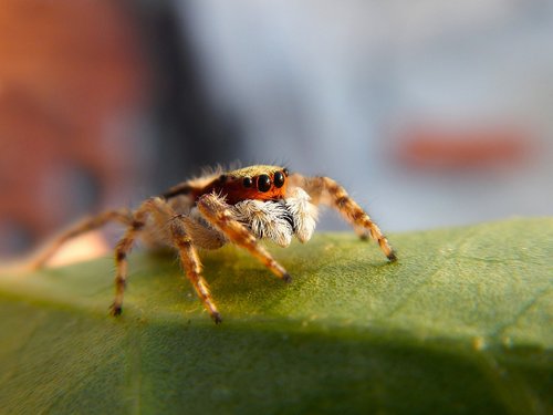 spider  arachnid  nature