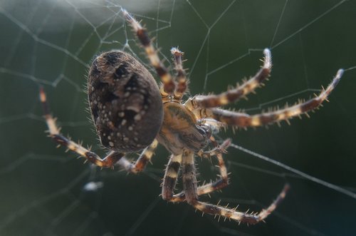 spider  web  garden spider