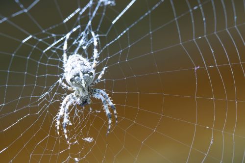 spider network cobweb