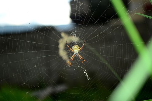 spider  cobweb  nature