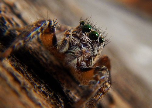 spider  web  tarantula