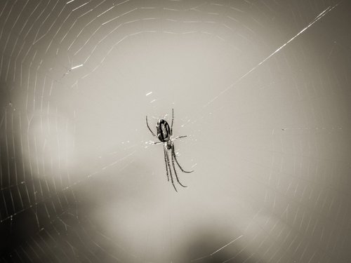 spider  web  arachnid