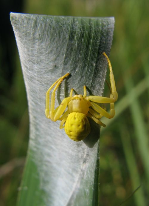spider arachnids yellow