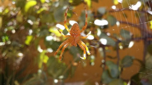 spider arachnid animals