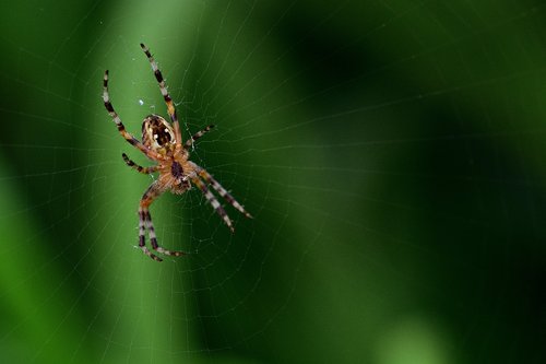 spider  web  close up