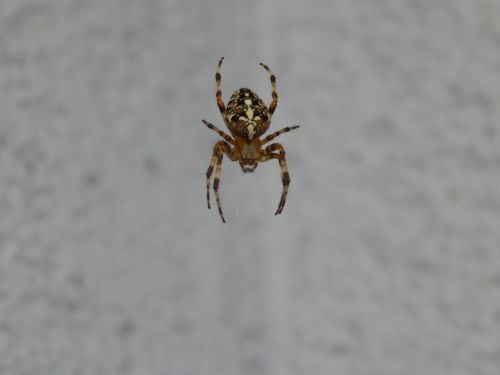 spider insect arachnid