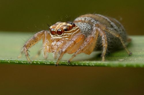 spider madagascar arachnid