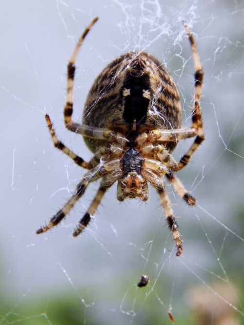 spider web macro