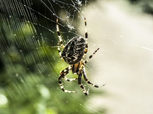 spider web beetle