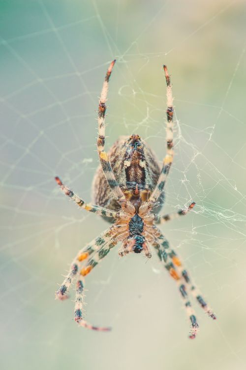 spider network nature