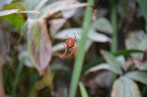 spider cross orbweaver araneus diadematus