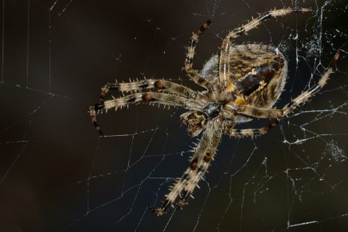 spider macro cobweb
