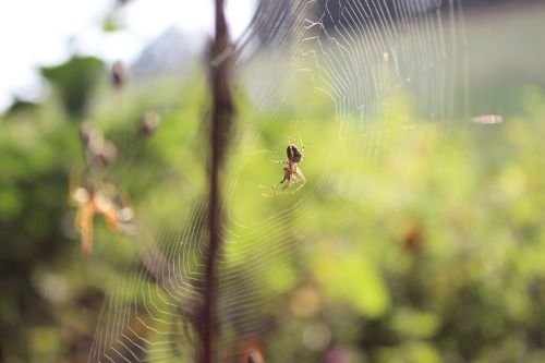 spider web landscape
