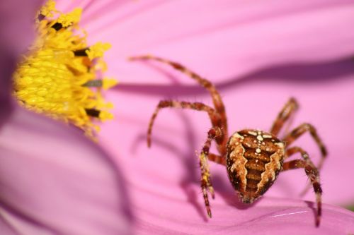 spider flower blossom