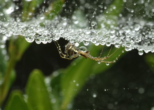 spider dewdrop nature