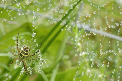 spider dewdrop nature