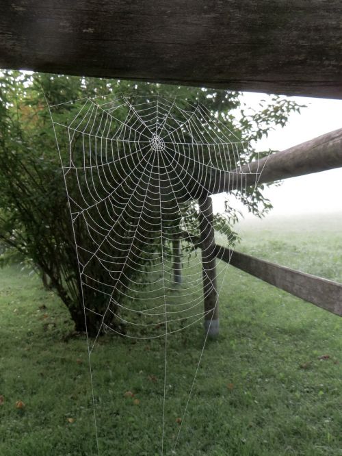 spider cobweb network