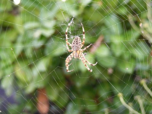 spider web autumn