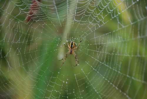 spider spider web dew