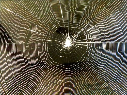 spider spiderweb insect