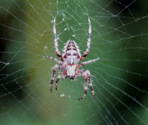 spider cobweb true orb weaver