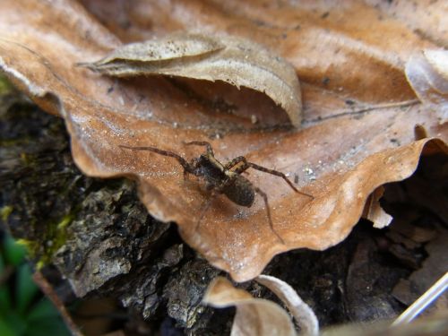 spider wolfspinne animal