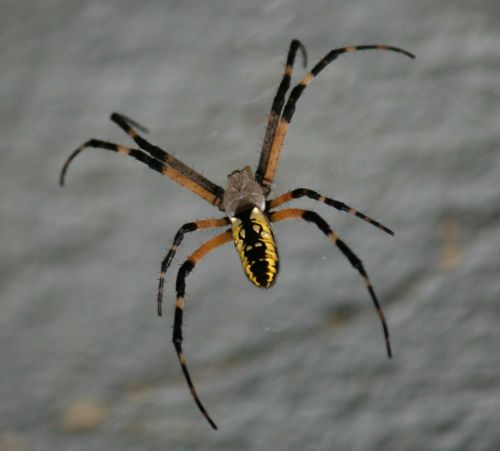 spider yellow black